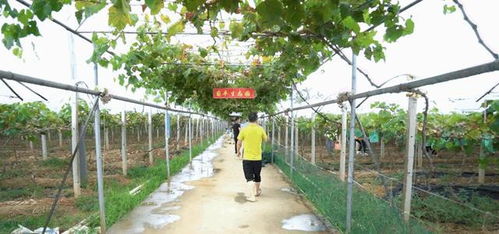 葡豐生態園成為廣東游客周末游采摘首選