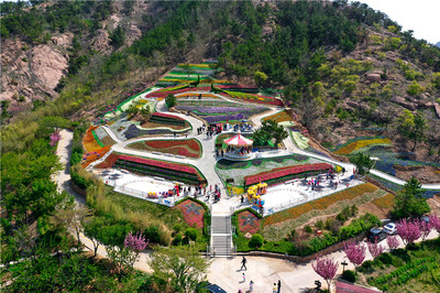 免費游花海！第三屆青島花卉博覽會今日在生態園盛大啟動