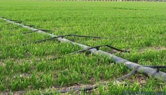 準旗啟動新農(nóng)業(yè)項目 生態(tài)園建設(shè)惠及8村，3970畝藍圖鋪展鄉(xiāng)村振興新畫卷